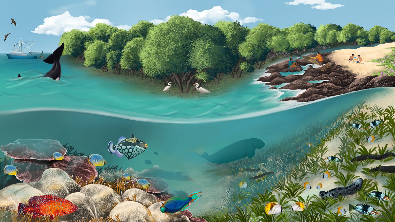 Marine Ecosystems Coastal Habitats Marine Ecosystems Coastal Habitats