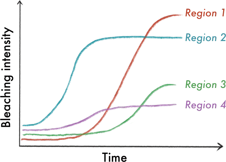 Example chart of bleaching intensity over time for four regions, each following a different trajectory