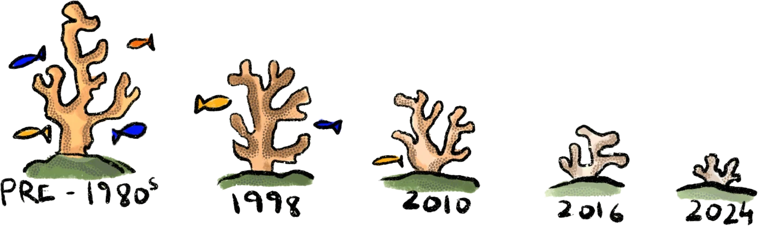 Illustration of a branching coral shrinking over time: pre-1980s, 1998, 2010, 2016 and 2024
