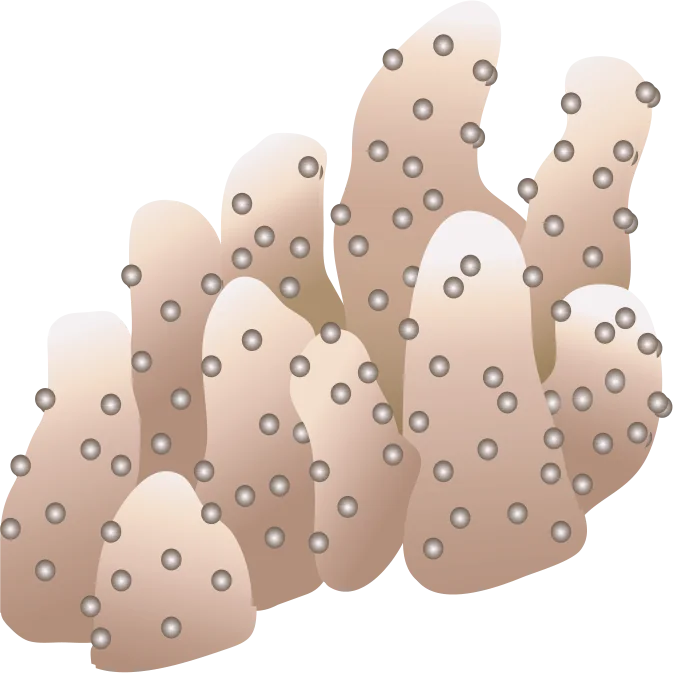 Illustration of a coral colony dotted with polyps